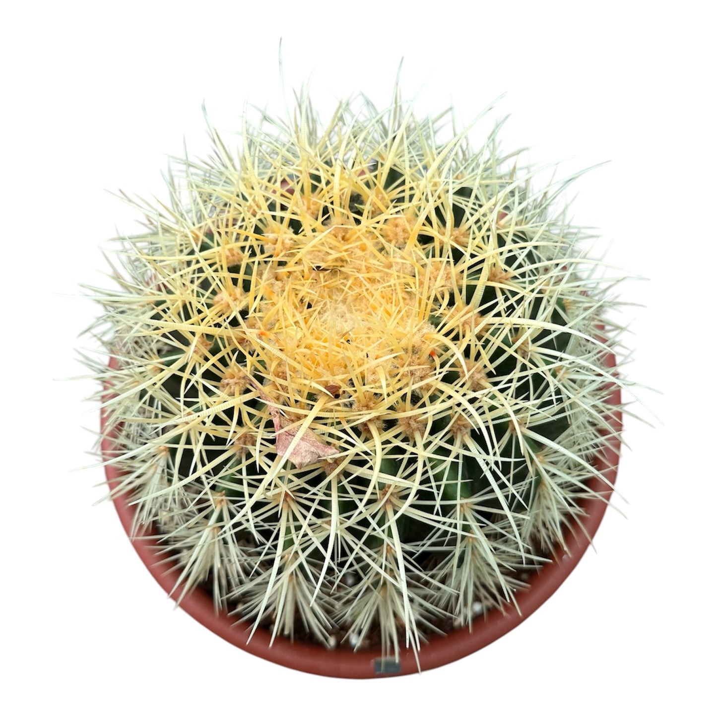 Golden Barrel Cactus
