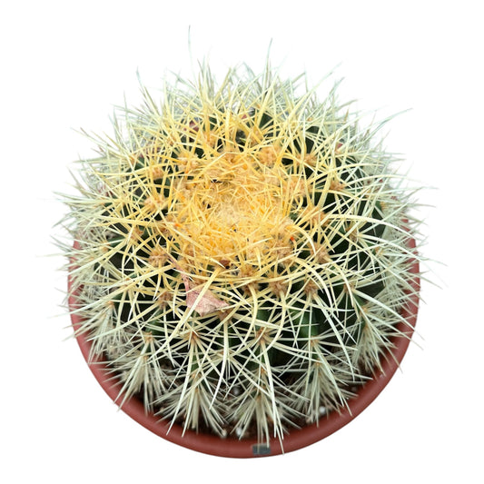 Golden Barrel Cactus