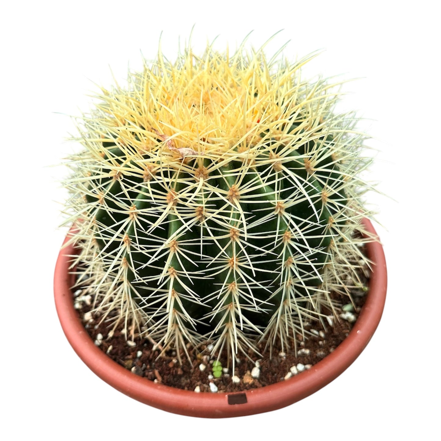 Golden Barrel Cactus
