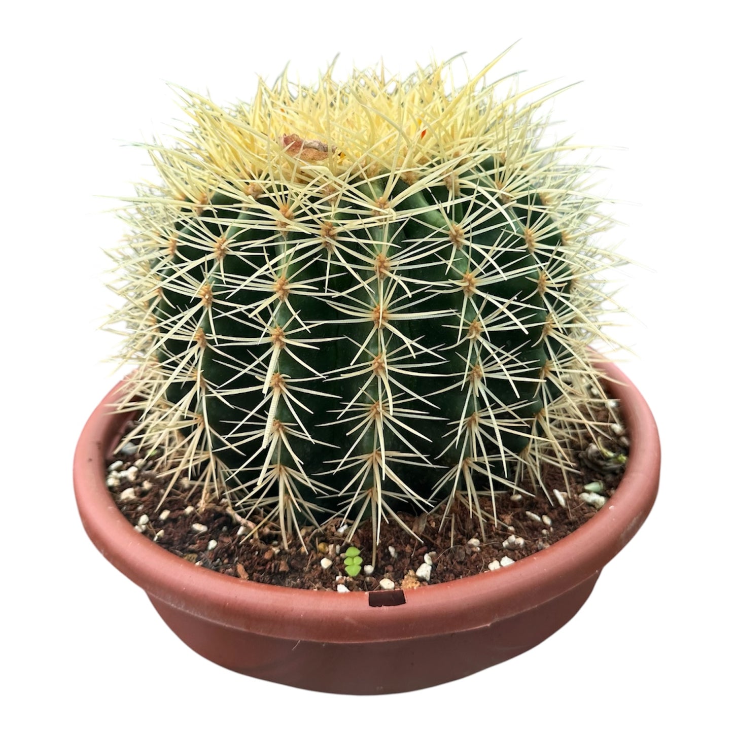 Golden Barrel Cactus
