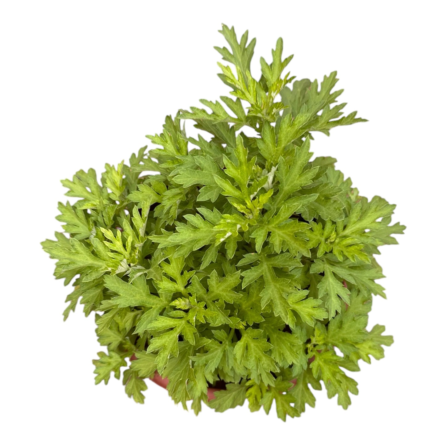 Artemisia Vulgaris, Chinese Mugwort, Ai Cao, 艾草