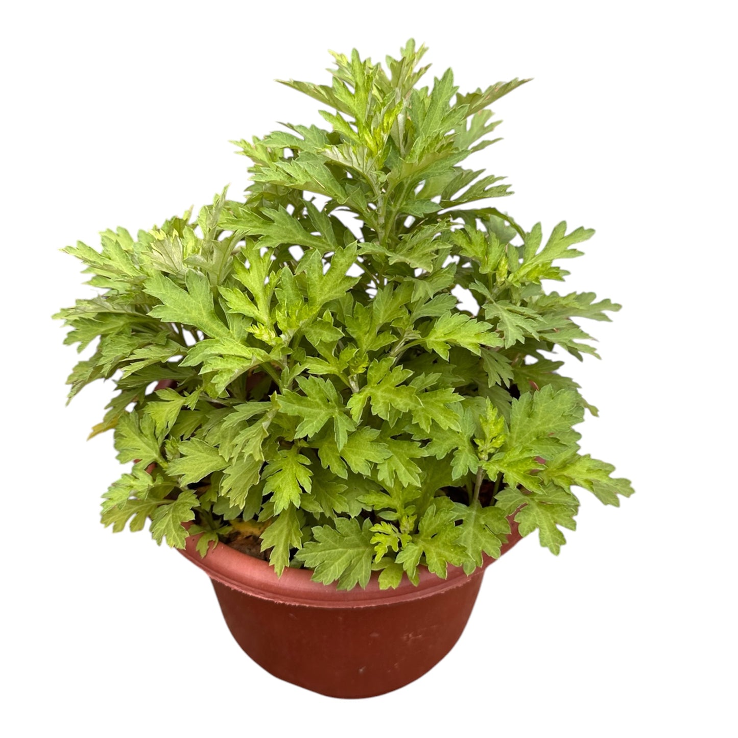 Artemisia Vulgaris, Chinese Mugwort, Ai Cao, 艾草