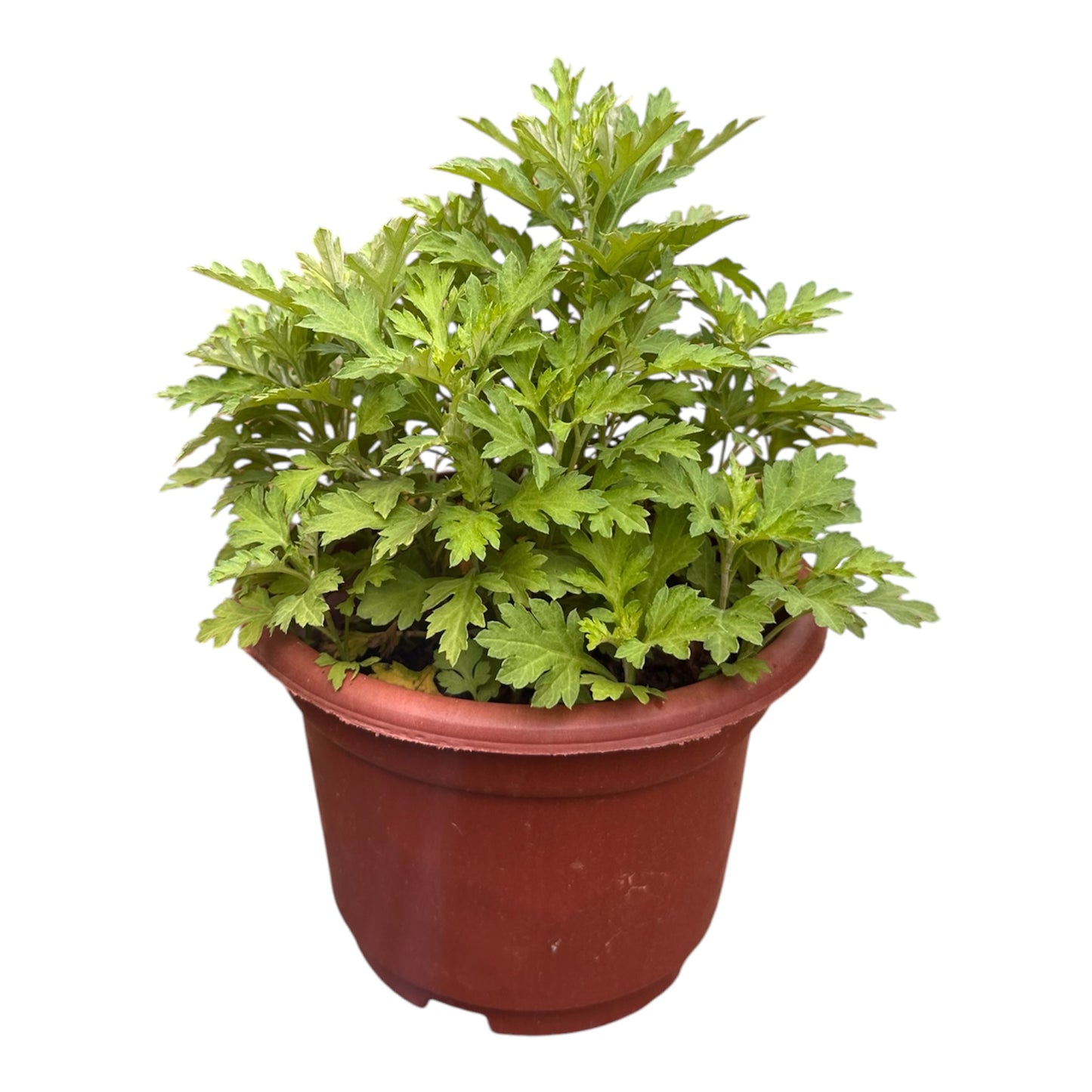Artemisia Vulgaris, Chinese Mugwort, Ai Cao, 艾草