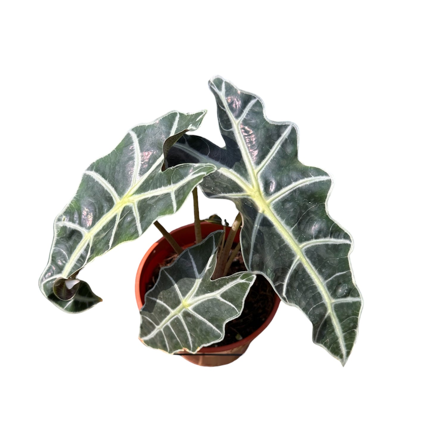 Alocasia Amazonica Polly, African Mask Plant