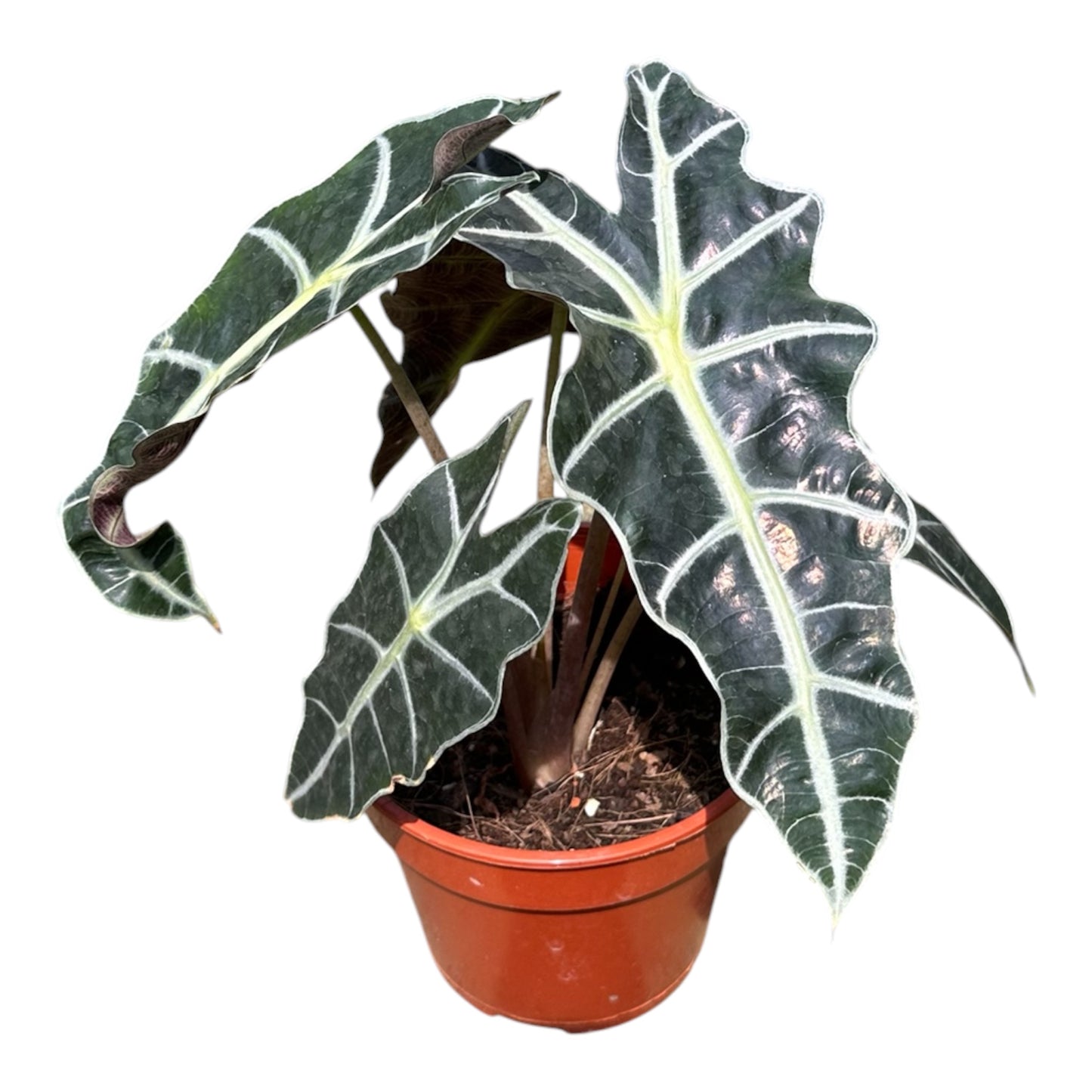 Alocasia Amazonica Polly, African Mask Plant