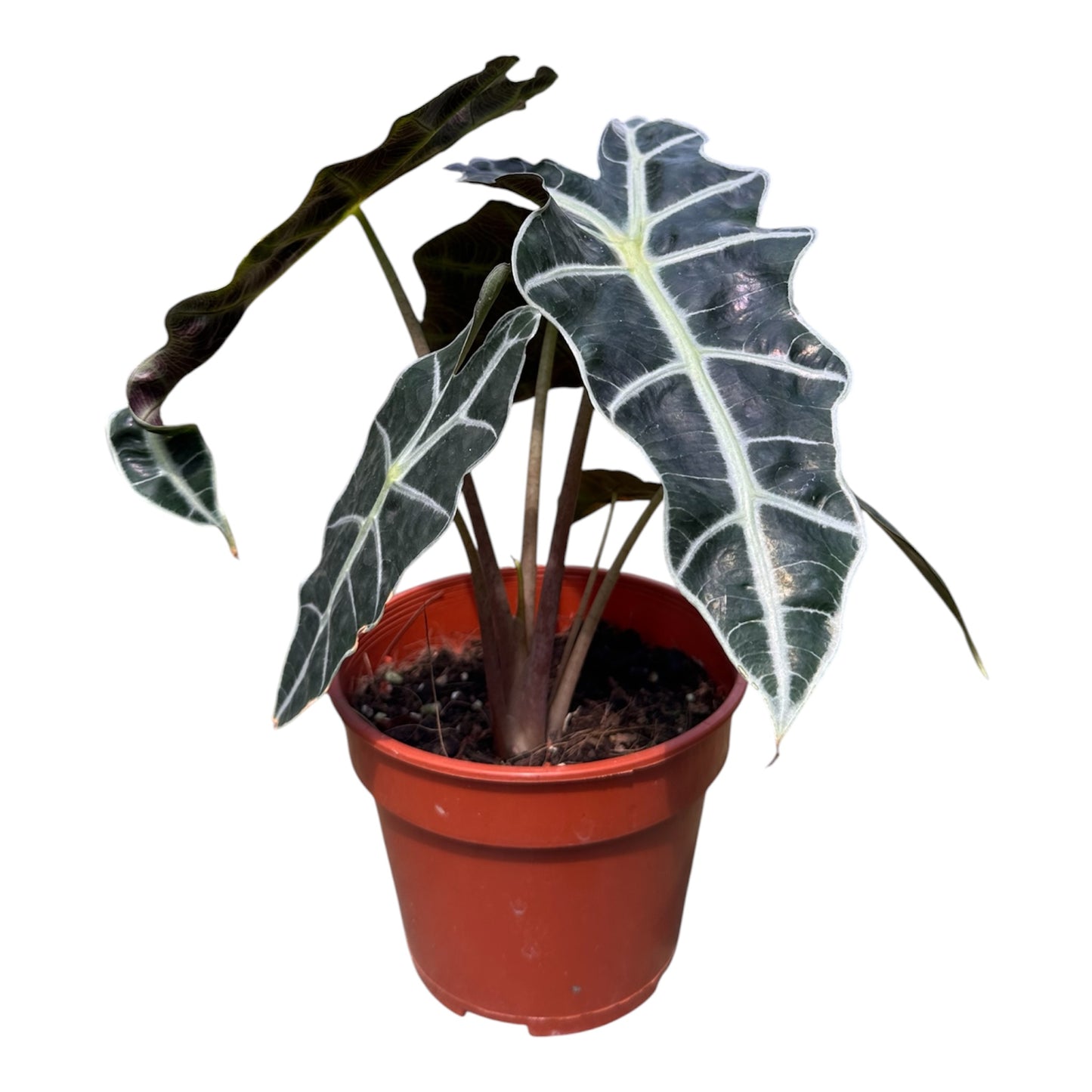 Alocasia Amazonica Polly, African Mask Plant