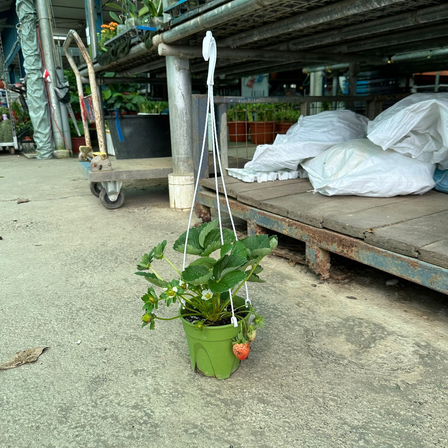 Strawberry Plant, Fragaria Ananassa (0.2m)