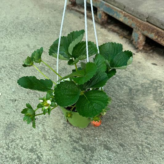 Strawberry Plant, Fragaria Ananassa (0.2m)