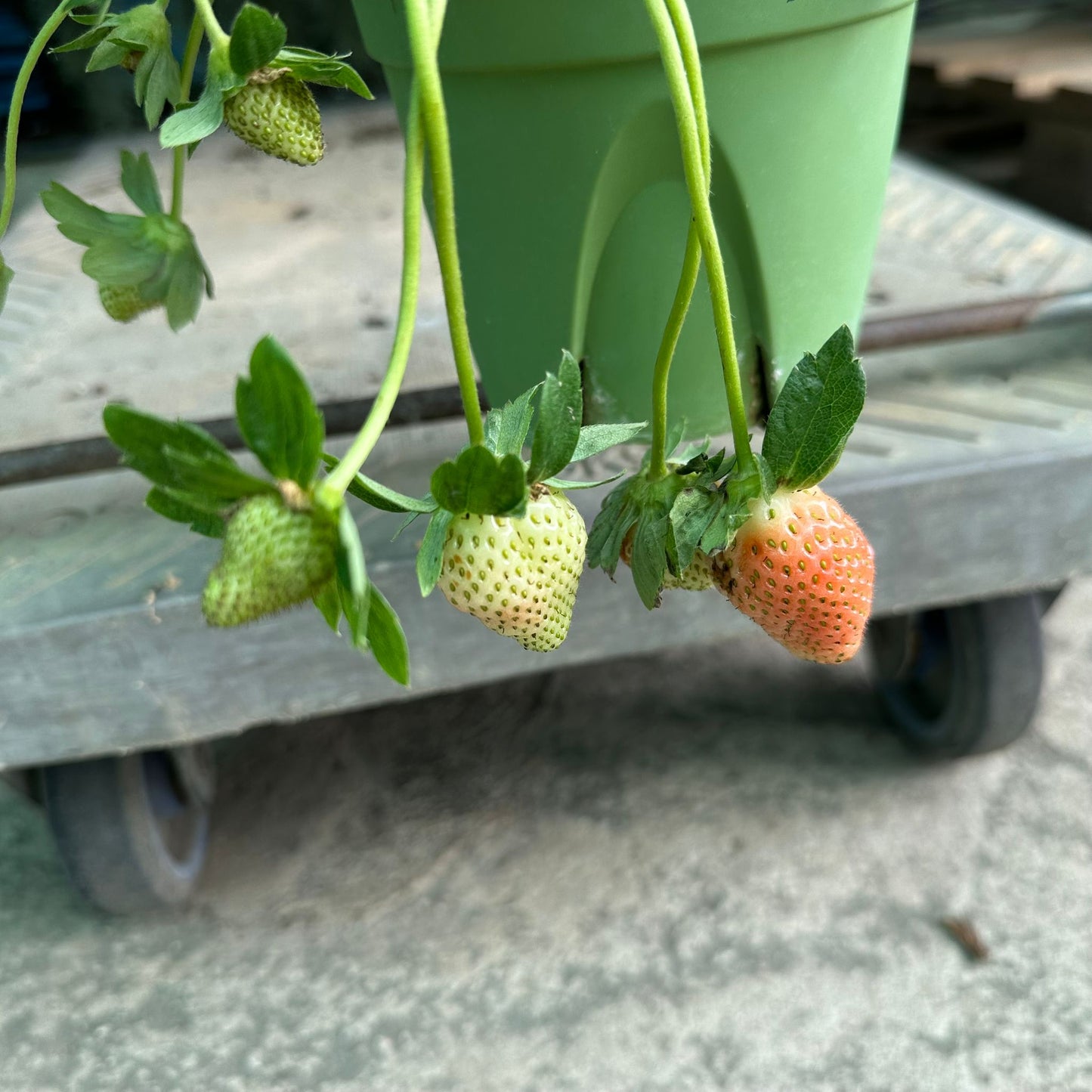 Strawberry Plant, Fragaria Ananassa (0.2m)