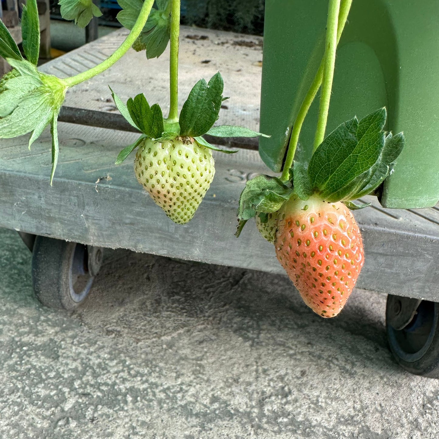 Strawberry Plant, Fragaria Ananassa (0.2m)