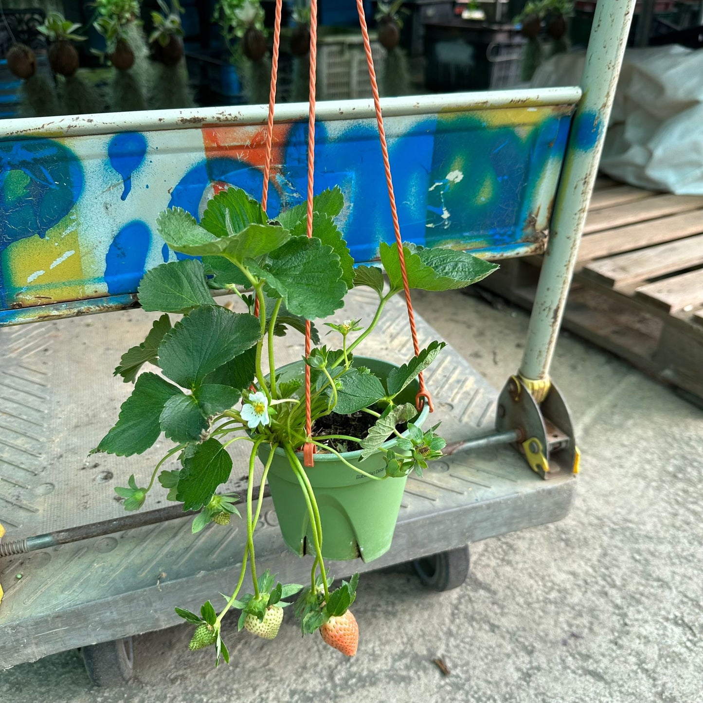 Strawberry Plant, Fragaria Ananassa (0.2m)